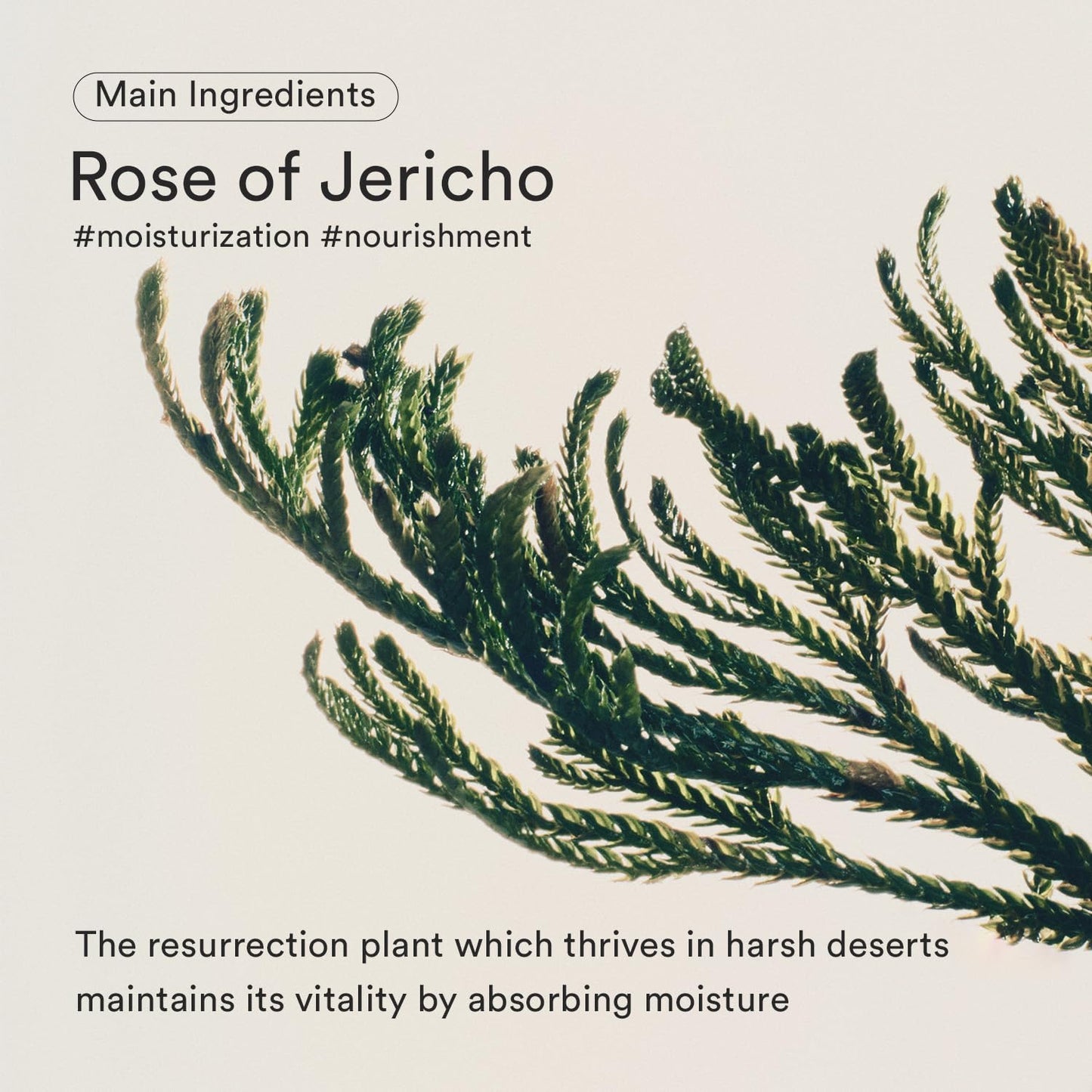 Abib Jericho Rose Bifida Serum Firming Drop, Visibly Smooths Textured Skin, Evens Skin Tone